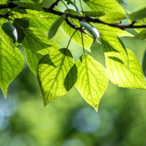 Euclid Creek Bareroot Giveaway Registration