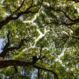 Camp Canopy Sponsorship Application Fee