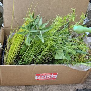 Prairie Wildflower kit